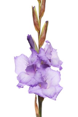 Beyaz karşı izole mor Glayöl çiçek