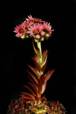 Sempervivum çiçekleri siyahlara karşı izole.
