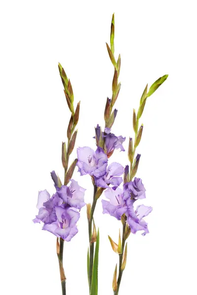 Flores Gladiolo Púrpura Aisladas Sobre Fondo Blanco —  Fotos de Stock