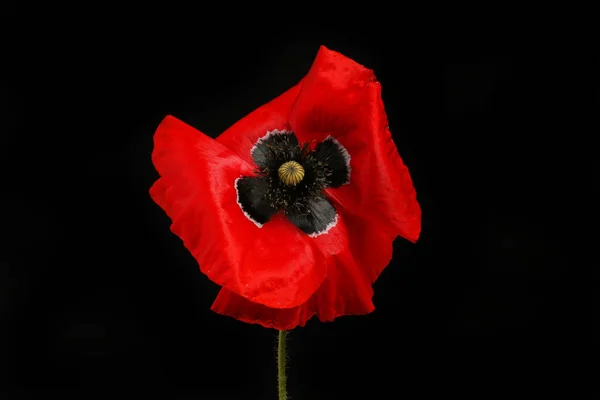 Красный Мак Цветок Изолирован Против Черного Фона — стоковое фото
