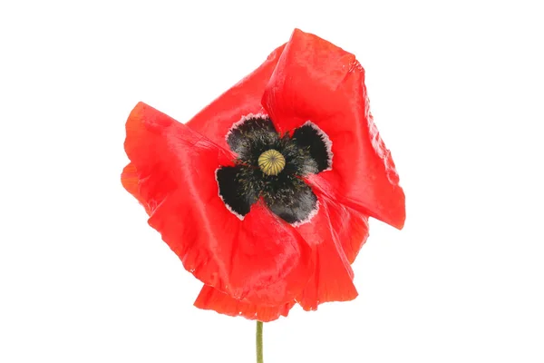 Red Poppy Flower Isolated White — Stock Photo, Image