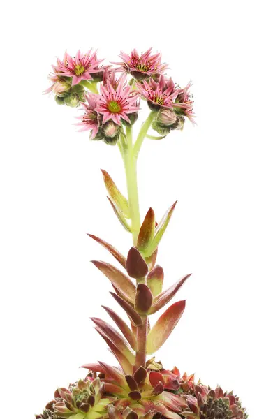 Sempervivum Flower Spike Isolated White — Stock Photo, Image