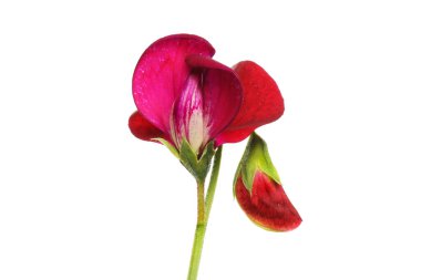 Tatlı bezelye çiçeği ve çiçek tomurcuğu beyaza karşı izole