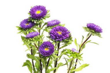 Beyaz çiçeklere ve yapraklara karşı izole edilmiş bir grup.