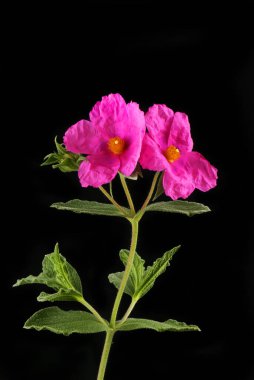 Siyaha karşı izole edilmiş iki çiçek ve yaprak.