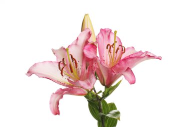 Lilly çiçek tomurcukları ve çiçek tomurcukları beyazlara karşı izole