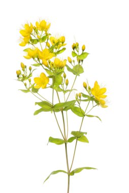 St. John otunu delin, Hypericum perforatum, çiçekler, tomurcuklar ve yeşillikler beyaza karşı izole edilmiş.