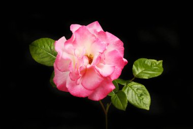 Pembe gül çiçeği ve yeşillik siyahlara karşı yalıtılmış.