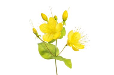 St. John otunu delin, Hypericum perforatum, çiçekler, tomurcuklar ve yeşillikler beyaza karşı izole edilmiş.