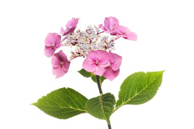 Ortanca ortanca çiçek ve yeşillik beyaz karşı izole