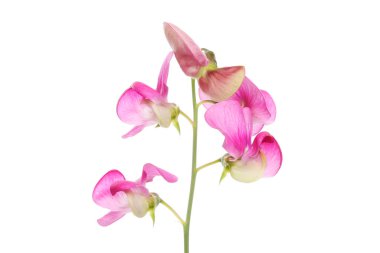 Tatlı bezelye çiçekleri, lathyrus kokusu, beyazlara karşı izole.