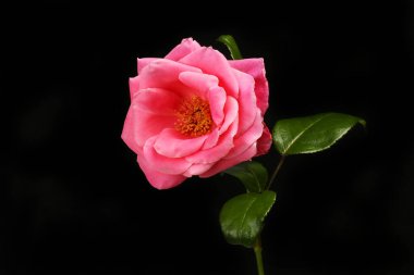 Pembe gül çiçeği ve yeşillik siyahlara karşı yalıtılmış.