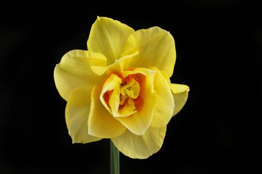 Tek sarı ve turuncu nergis çiçekleri siyahlara karşı izole.