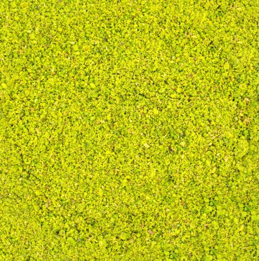 İtalyan ya da Türk Pistachio tozu yığını. Kasede ya da tabakta fıstık var. Beyaz arka planda.