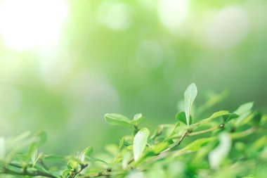 Arka plan olarak doğal yeşil bitkiler, çevre, ekoloji ve duvar kağıdı kavramını kullanarak ormanda fotokopi alanı ile bulanık doğal yeşil bokeh arkaplanı.