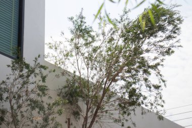 Hint kahvecisinin en az grunge stili dekorasyonu, stok fotoğrafı.