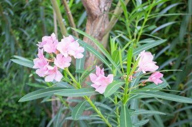 Ev için hava temizleme tesisleri, stok fotoğrafı