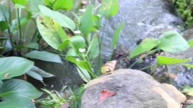 Tropical green plants relaxing garden, stock footage