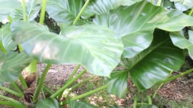 Tropical green plants relaxing garden, stock footage