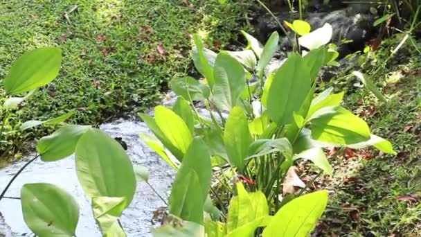 Tropical Green Plants Relaxing Garden Stock Footage — Stock Video