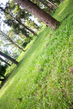 Halk parkındaki yerel yeşil çimenlik alan, stok fotoğrafı.