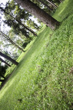 Halk parkındaki yerel yeşil çimenlik alan, stok fotoğrafı.