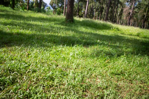 stock image Local green grass field in public park, stock photo