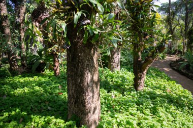 Botanik bahçesi, bitkinin yeşil dalları, stok fotoğrafı.
