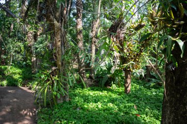 Botanik bahçesi, bitkinin yeşil dalları, stok fotoğrafı.