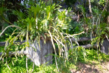 Botanik bahçesi, bitkinin yeşil dalları, stok fotoğrafı.