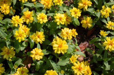 Botanik bahçesi, bitkinin yeşil dalları, stok fotoğrafı.