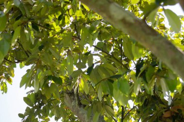 Botanik bahçesi, bitkinin yeşil dalları, stok fotoğrafı.
