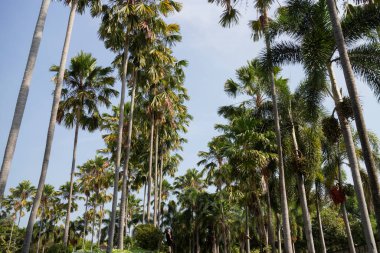 Botanik bahçesi, bitkinin yeşil dalları, stok fotoğrafı.