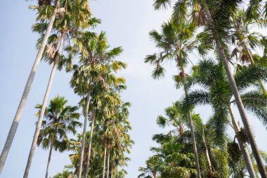 Botanik bahçesi, bitkinin yeşil dalları, stok fotoğrafı.