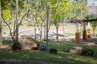 Botanik bahçesi, bitkinin yeşil dalları, stok fotoğrafı.