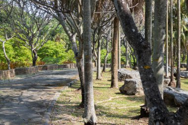Botanik bahçesi, bitkinin yeşil dalları, stok fotoğrafı.