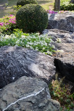 Botanik bahçesi, bitkinin yeşil dalları, stok fotoğrafı.