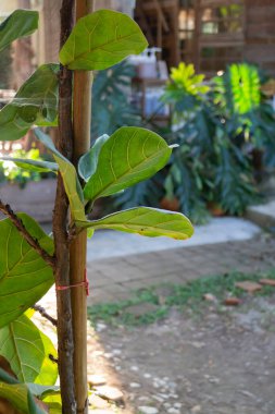 Tayland geleneksel ev ahşap duvar, stok fotoğrafı.