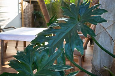 Noel ağacı ve yeni yıl süslemeleri, stok fotoğrafı