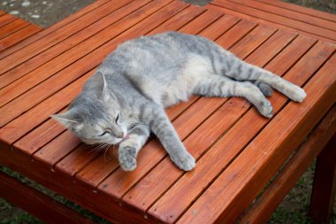 Tayland köyü kedisi, bir sürü aksiyon, stok fotoğrafı
