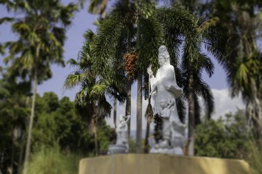 Botanik bahçesi, bitkinin yeşil dalları, stok fotoğrafı.