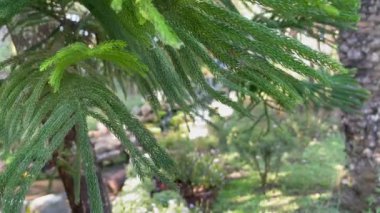 Tropical landscaping in resort garden, stock footage