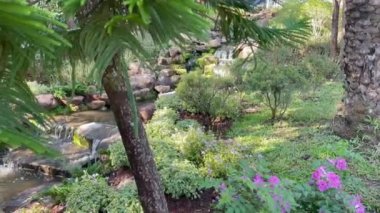 Tropical landscaping in resort garden, stock footage