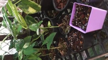 Summer vacation house garden, stock footage