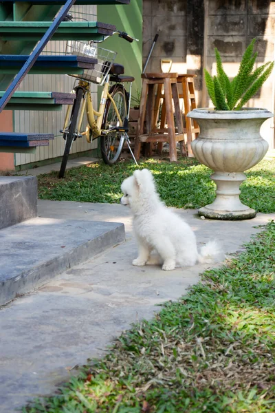 白いふわふわの毛皮の小さな犬 ストックフォト — ストック写真