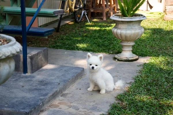 Weißes Flauschiges Fell Kleiner Hund Archivbild — Stockfoto