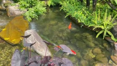 Koi dinlenmek için havuzda balık avlıyor.
