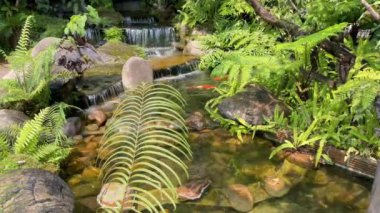 Koi dinlenmek için havuzda balık avlıyor.