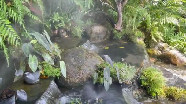 池の鯉がリラックスし ストック映像を — ストック動画