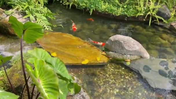 鱼儿在池塘里放松一下 鱼群镜头 — 图库视频影像